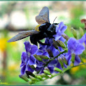 Yellow-banded Carpenter Bee