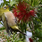 Japanese White-eye