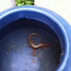 Broad-headed Skink