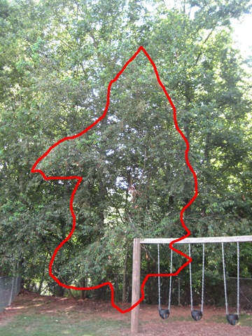 [tree[2].jpg]