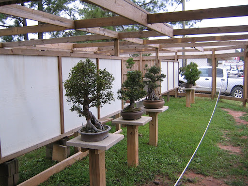 Bonsai by Dori