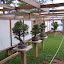 Bonsai by Dori
