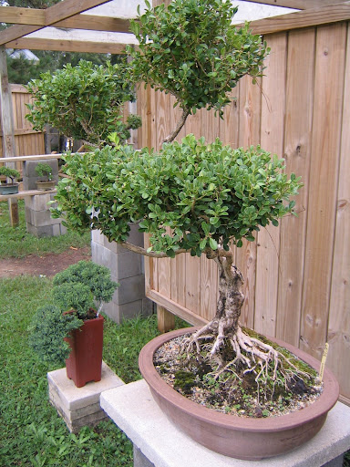 Boxwood Bonsai - not for sale!