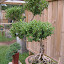 Boxwood Bonsai - not for sale!