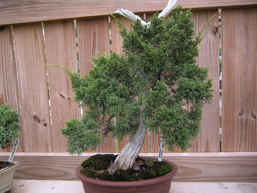Awesome shimpaku juniper bonsai