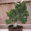 Awesome shimpaku juniper bonsai