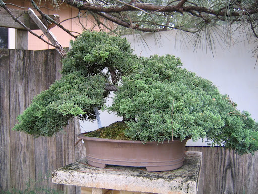 My favorite - shimpaku juniper with balance