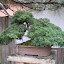 My favorite - shimpaku juniper with balance