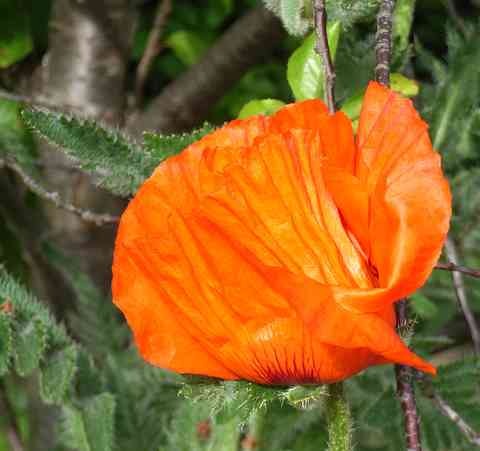[Garden 5-1.jpg]