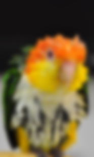 How to download Funny Wet Parrot at rain WP 1.0 apk for bluestacks