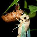 Cicada