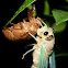 Cicada