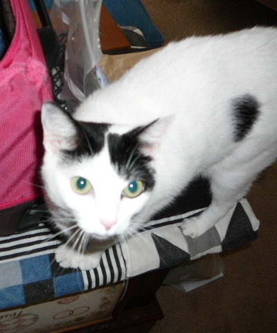 [Athena looking for treats[2].jpg]
