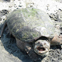 common snapping turtle