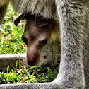 Grey Kangeroo Joey