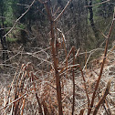 Japanese knotweed