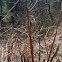 Japanese knotweed