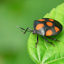 Red-spotted Stink Bug