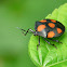 Red-spotted Stink Bug