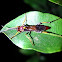 Spider hunter wasp