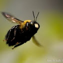 Eastern Carpenter Bee