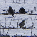 Horned Lark