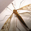 Crane Fly 