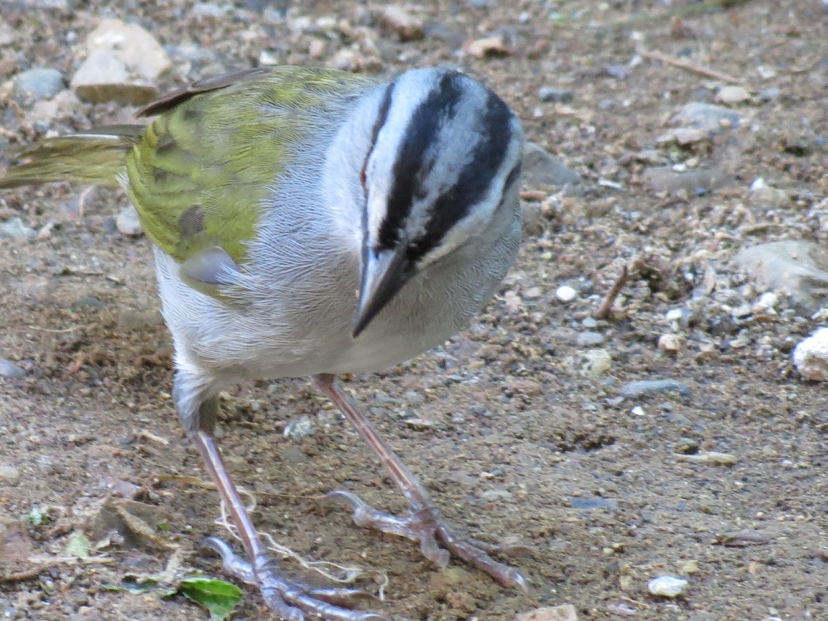 Black striped sparrow