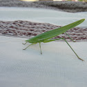 Grasshopper