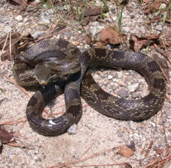 Spotting Image 1