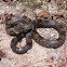 Gray rat snake