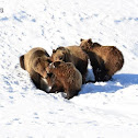 Grizzly Bear