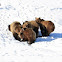 Grizzly Bear