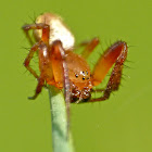 Sixspotted orbweaver