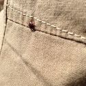 Wood Tick