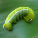 Oleander Hawk Moth Caterpillar