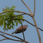 Red Turtle Dove