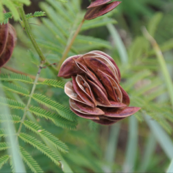 Powderpuff or Prairie Mimosa Seed Pods Project Noah