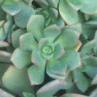 Aeonium