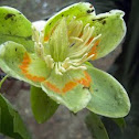 American Tulip Tree