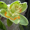 American Tulip Tree