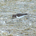 Common sandpiper