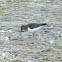 Common sandpiper