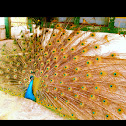 Pavo Real