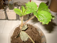 小草莓