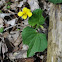 Downy Yellow Violet