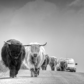 Highland Cattle by Stefen Dicks - Wildlife Mammals ( highland, car, scotland, traffic jam, highland cattle, road, travel, cattle )