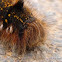 Drinker moth