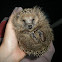 European Hedgehog