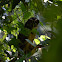 Spectacled Owl